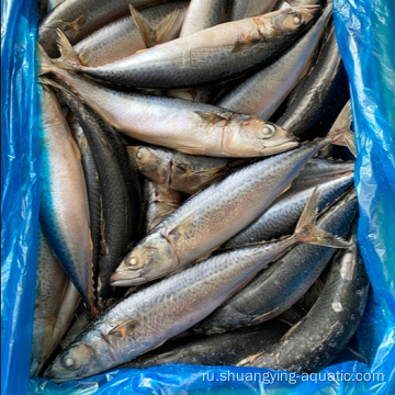 Купить замороженную рыбу Pacific Mackerel Целая раунда продажа